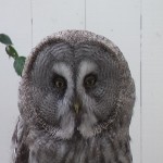 Link for Owl Video